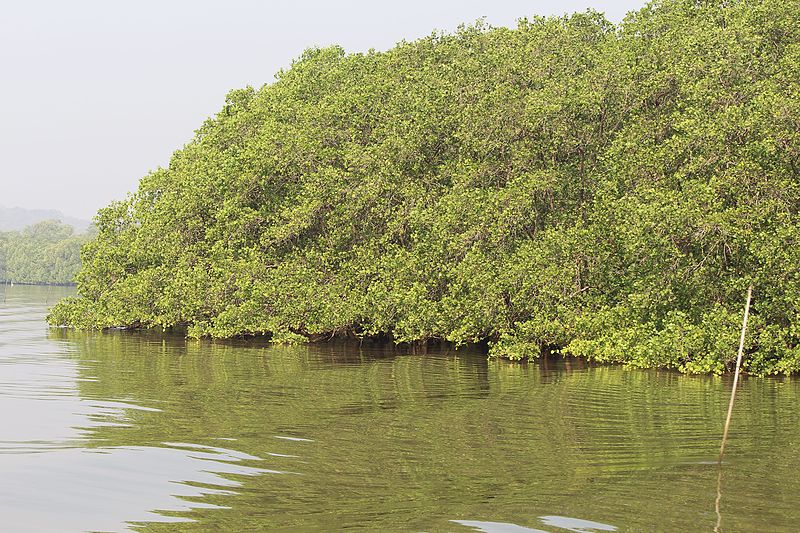 Salim Ali Bird Sanctuary in Kerala.