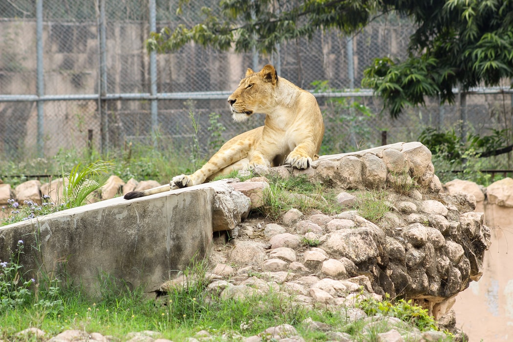 Must visit zoos in Kerala - Greet the wild!