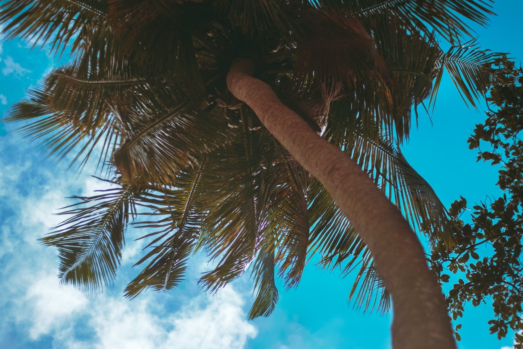 Taste the traditionally brewed Palm wine of Seychelles