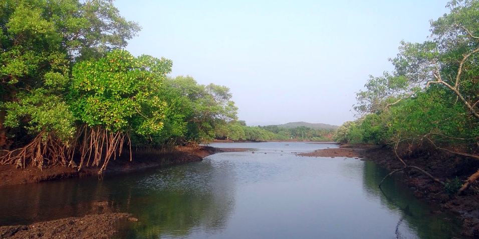 Kilim Geo forest