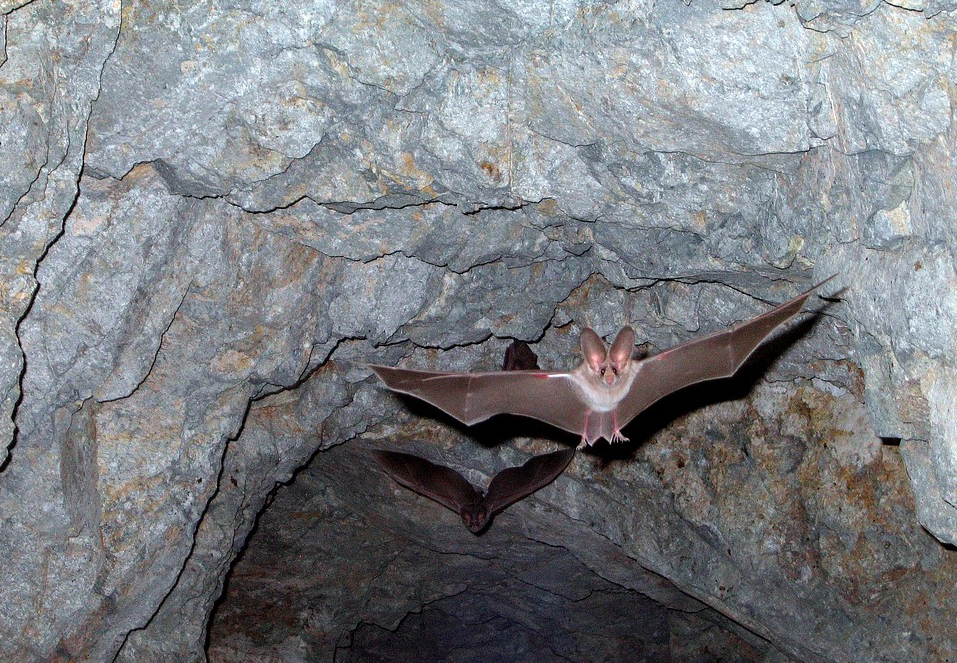 Bat Cave