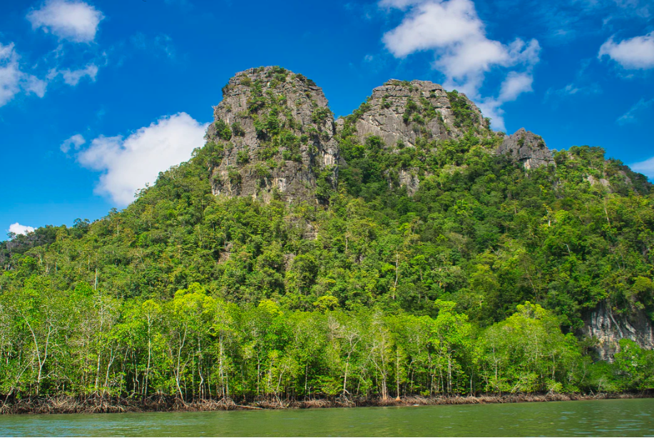 A Must Read Guide Before You Visit Mangrove Tour in Langkawi