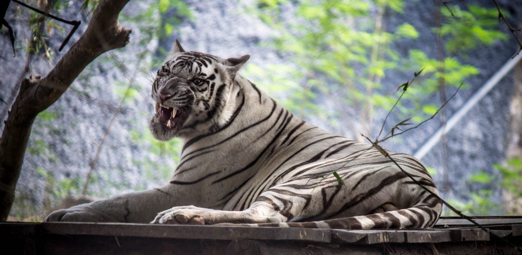 Spotting of White tiger in Arignar Anna Zoological Park