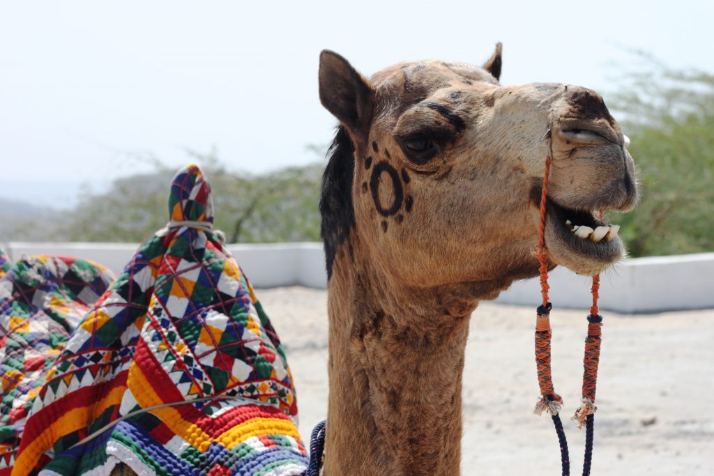 A camel in Gujarat