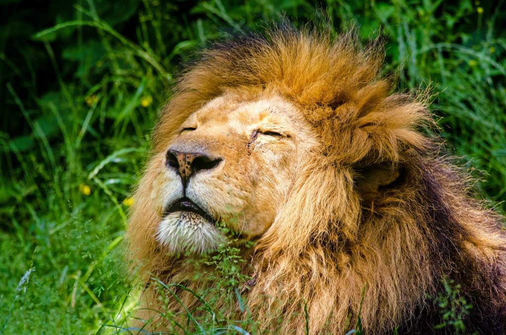 Lion spotting at the Gir National Park in Gujarat
