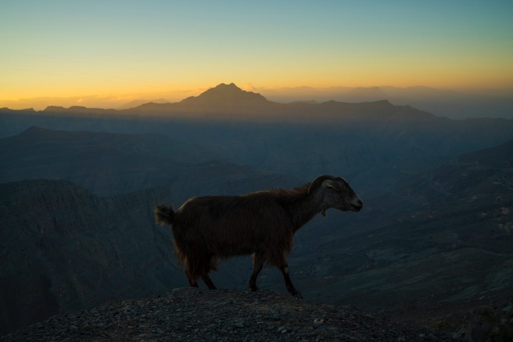 A picture of a wild goat