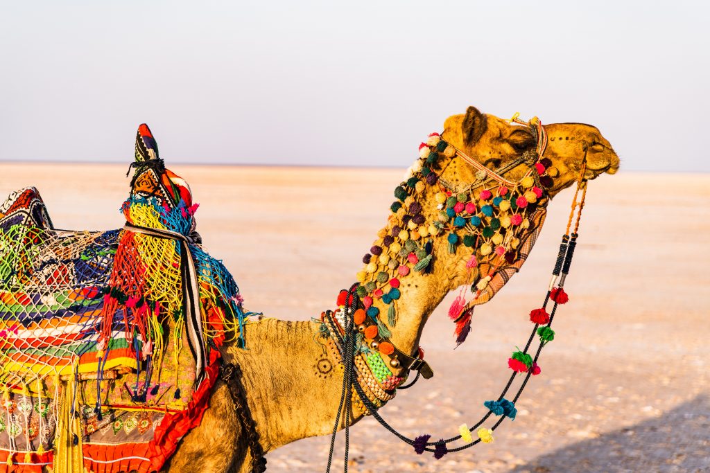 Rann of Kutch, Gujarat