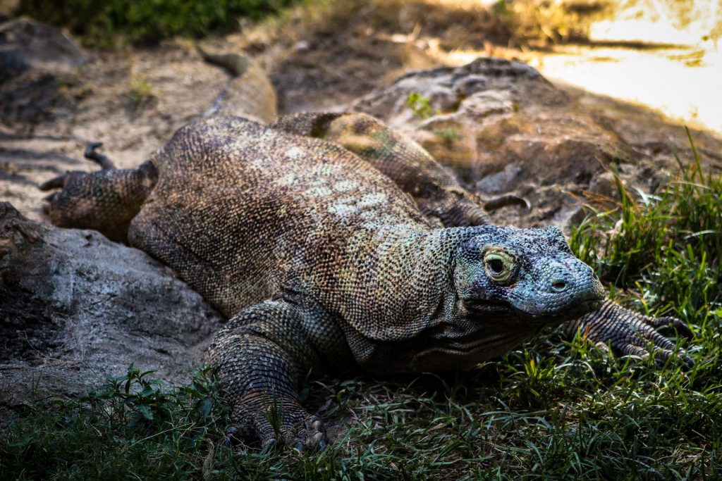 Komodo National Park