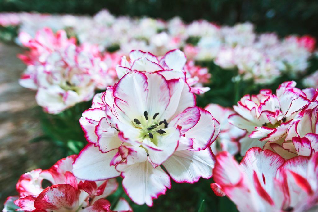 Garden in Ooty