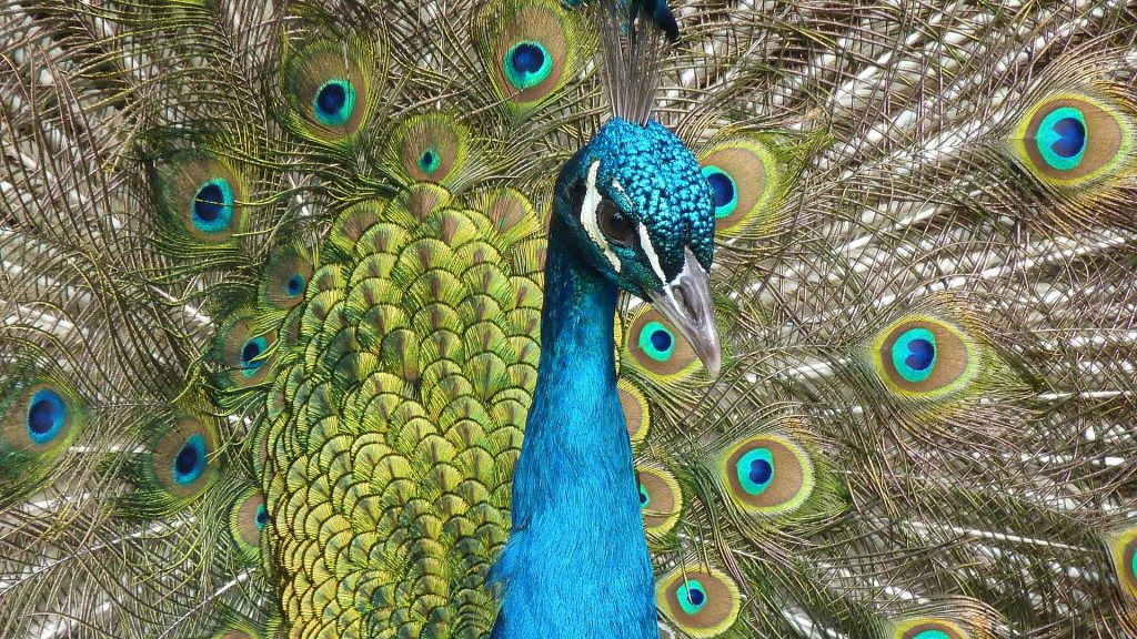 Adichunchanagiri Peacock Sanctuary,