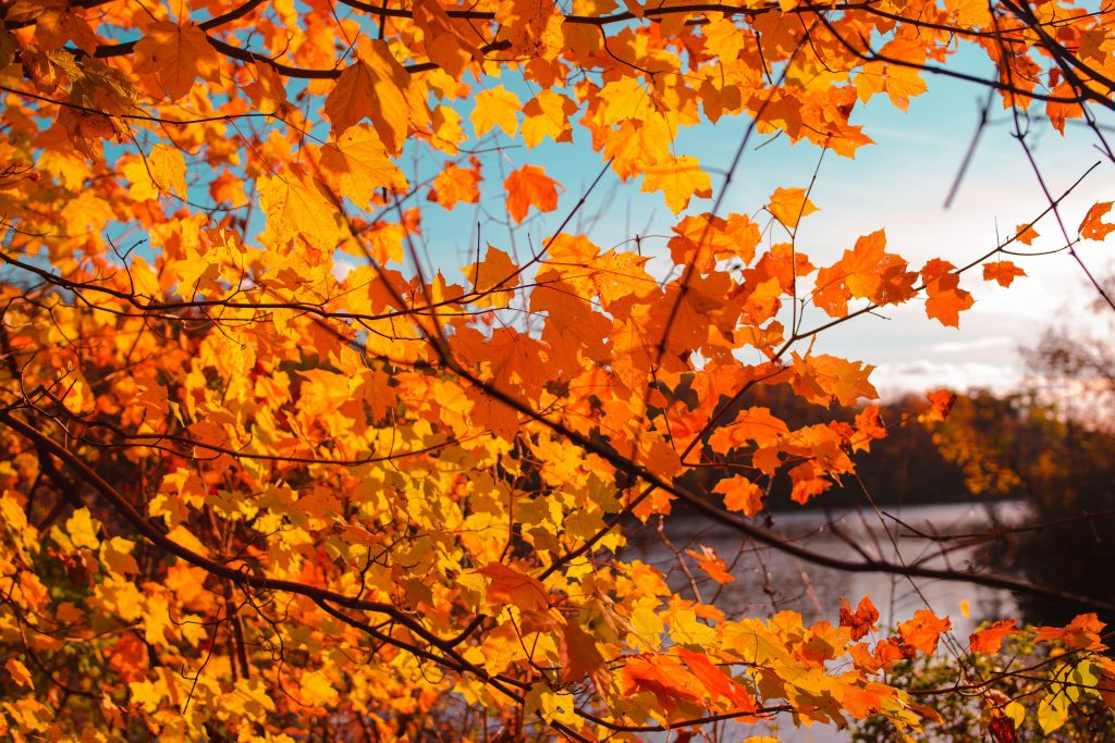 Beavers Bend State Park