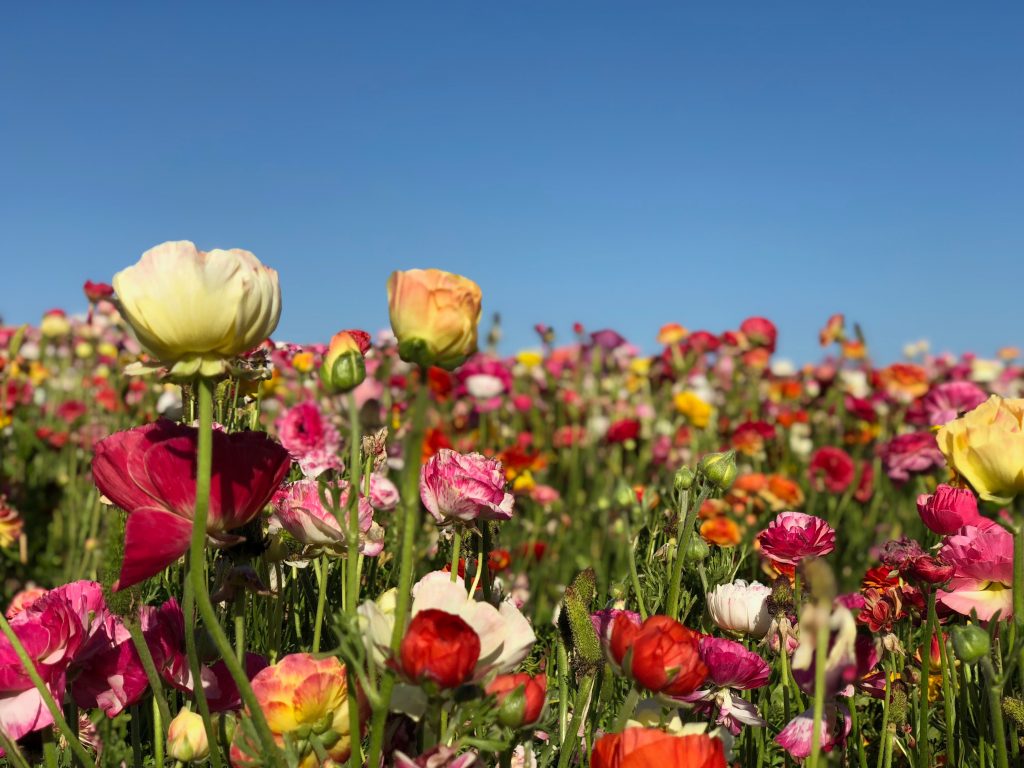 The Flower Fields