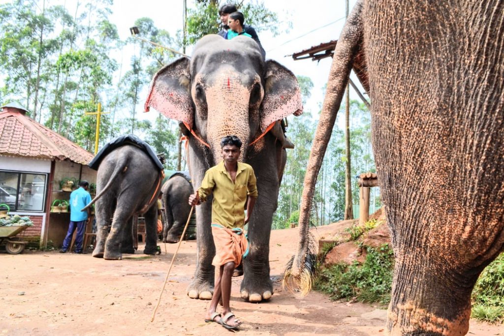 Elephant rallying