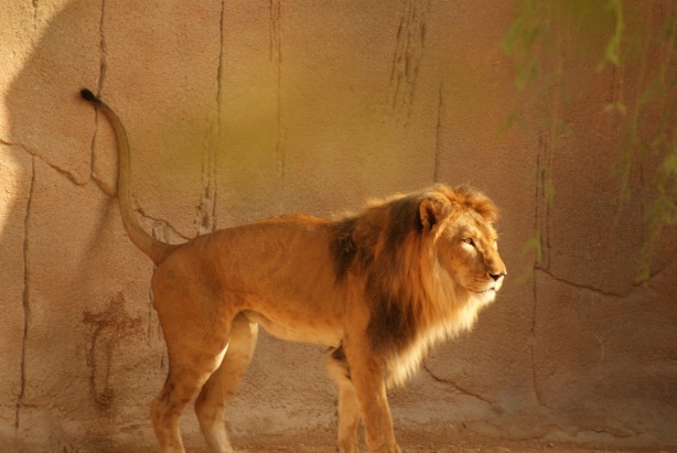 A lion in Al Ain Zoo
