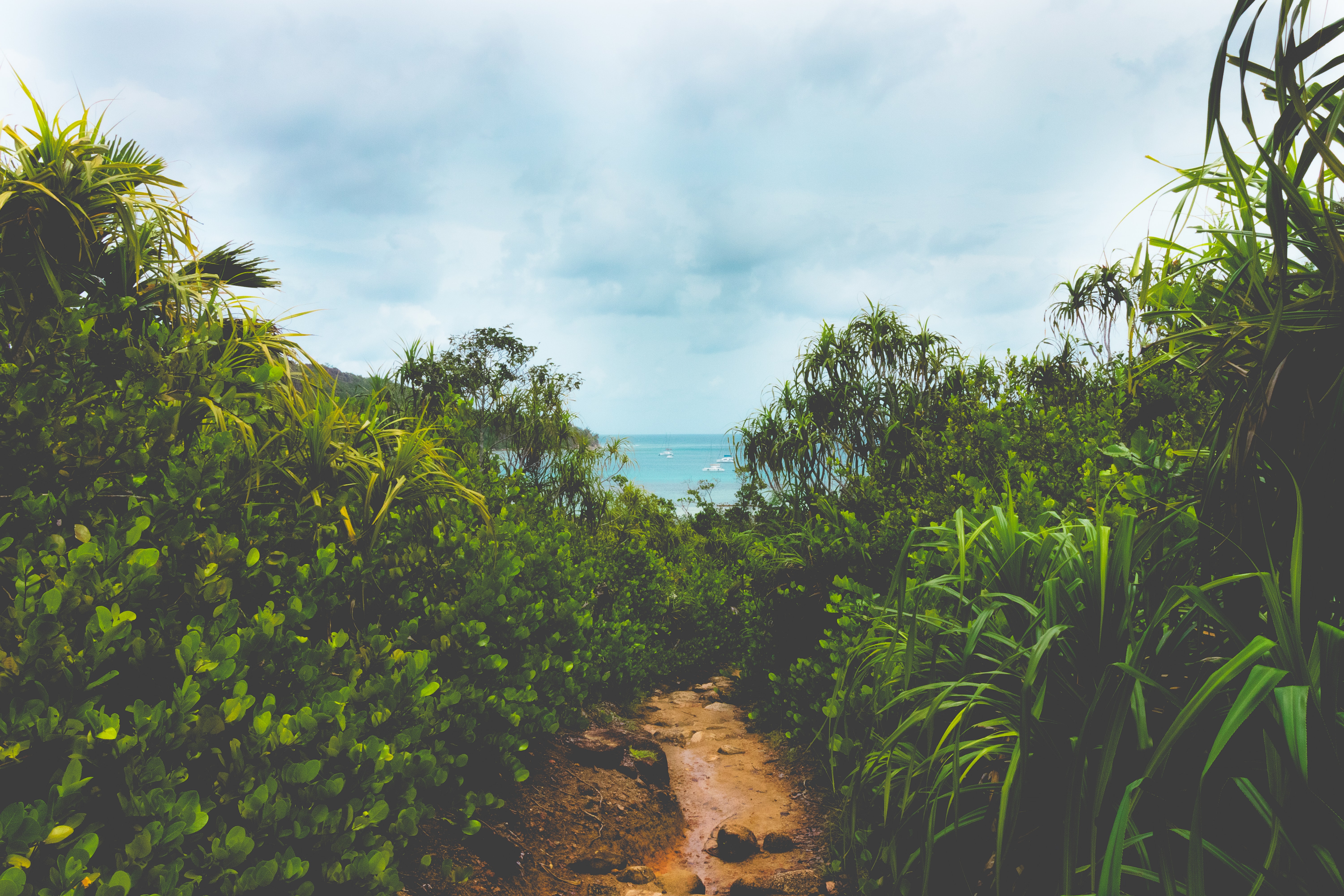 Grass in Seychelles