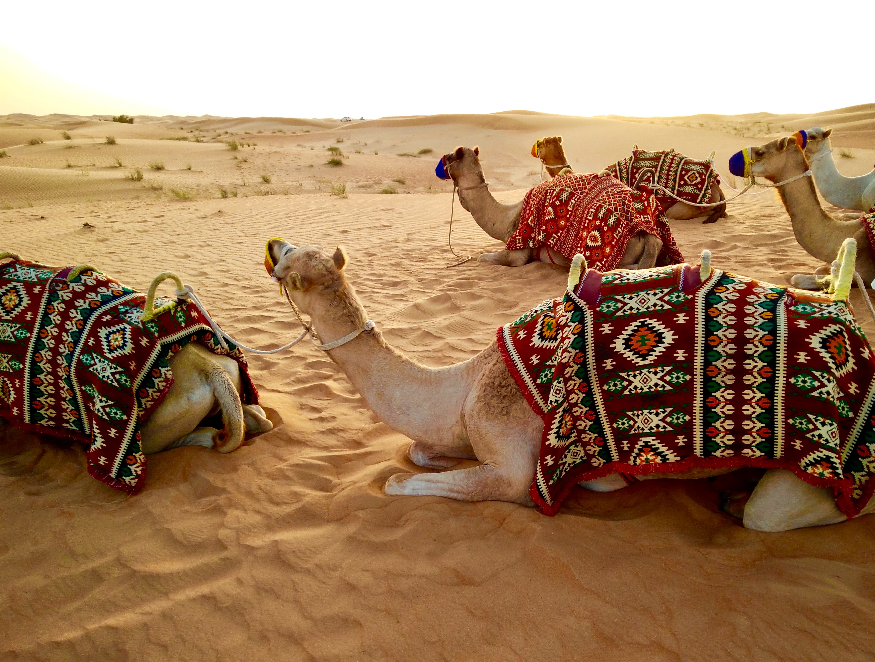 Camels in Dubai