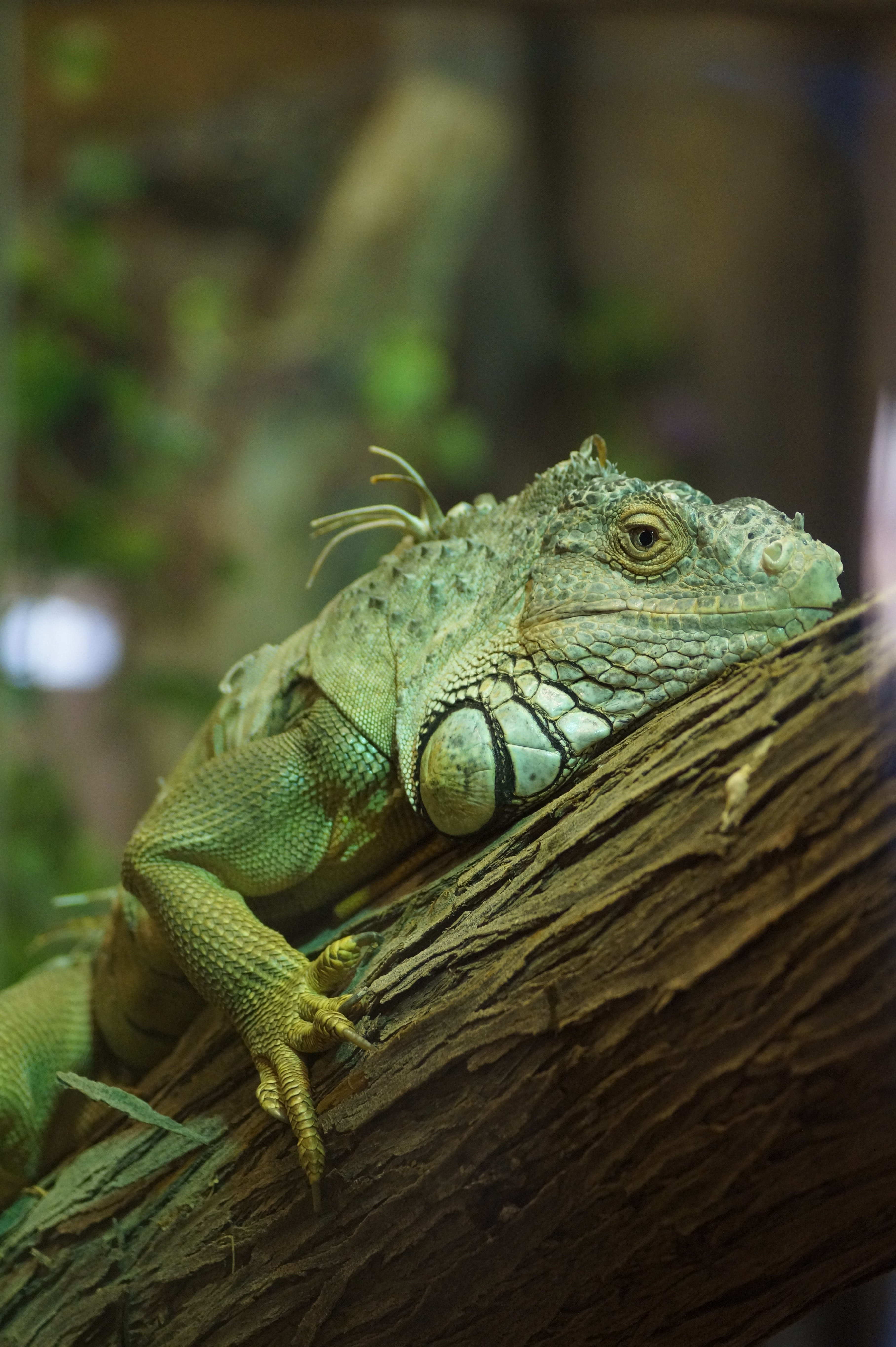 An Iguana
