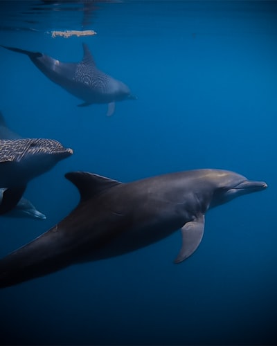 Delfines en las Maldivas