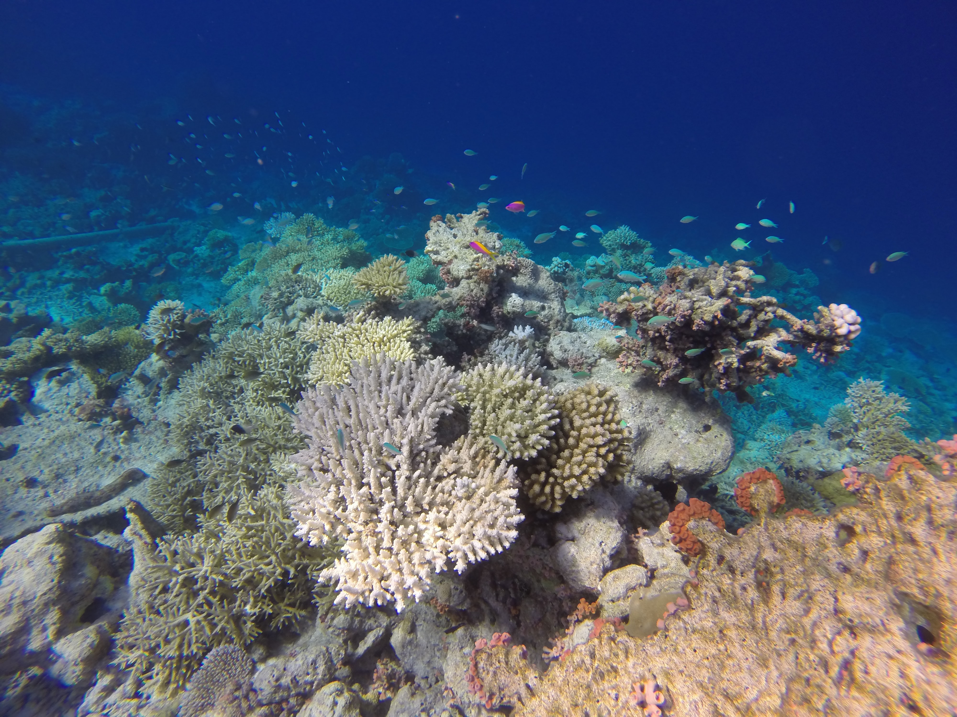 Colorful corals of the Maldives