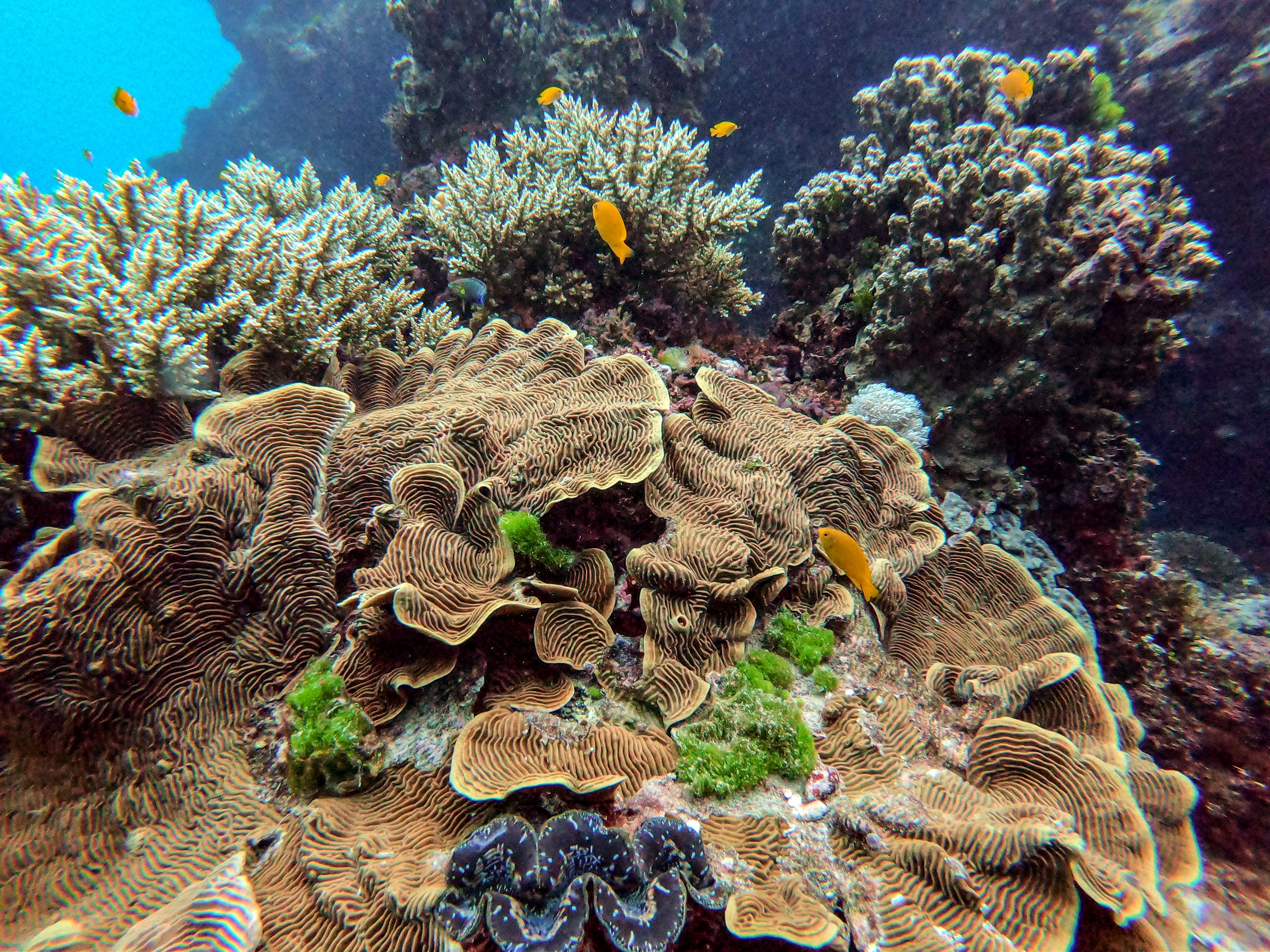Australia Great barrier reef
