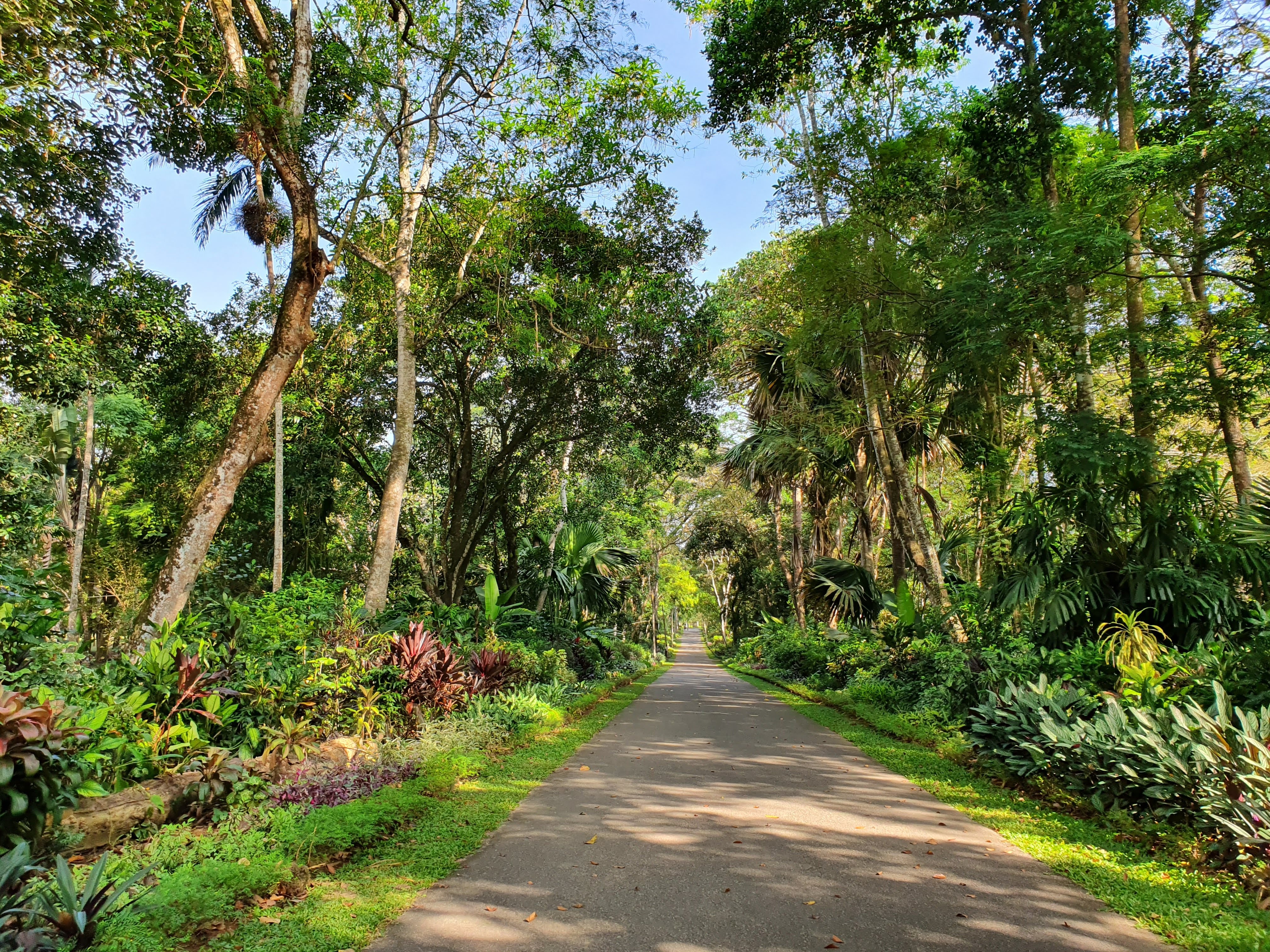 Garden in Sri Lanka
