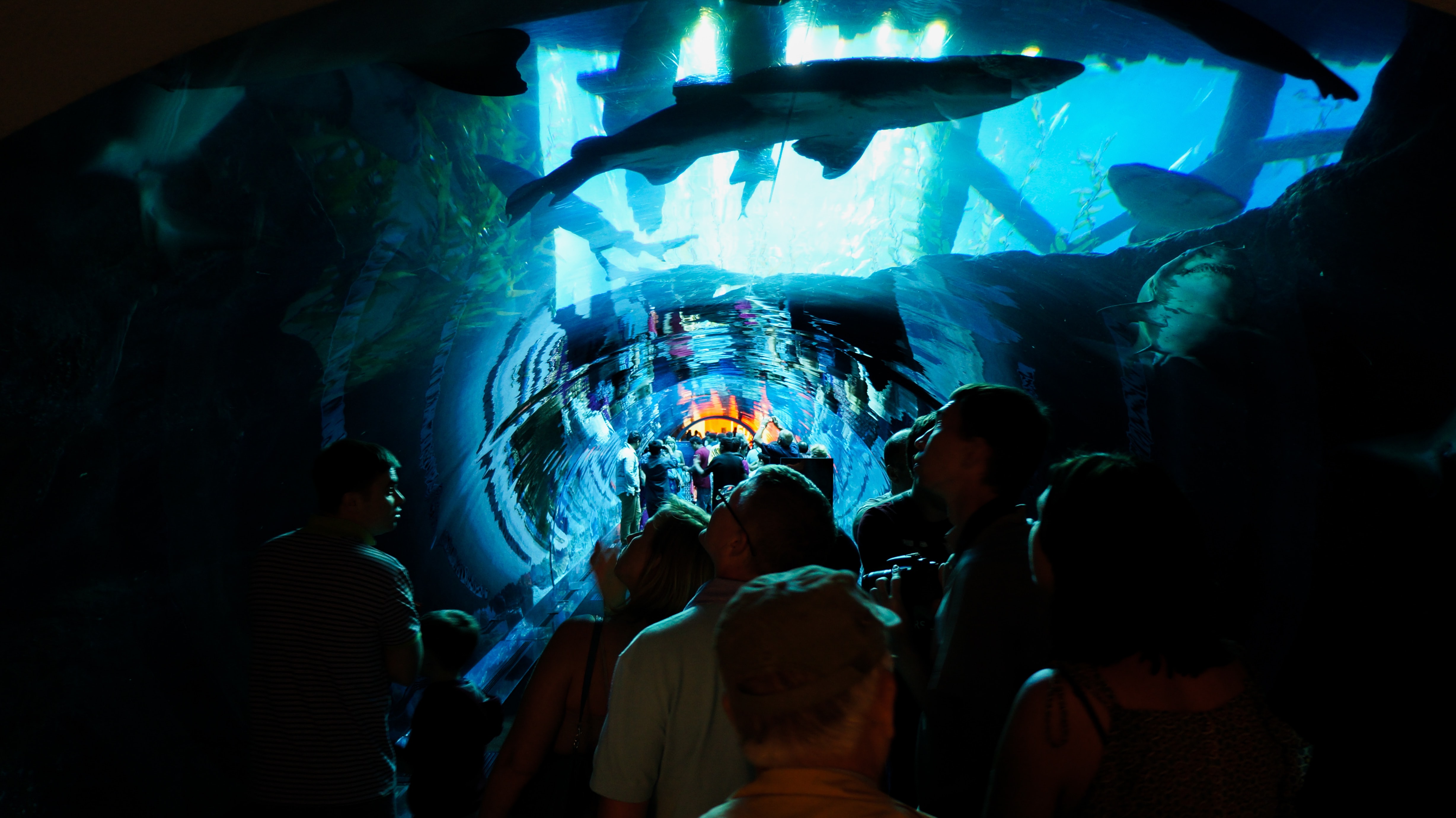 Dubai Aquarium and Underwater Zoo, Dubai vs Qatar
