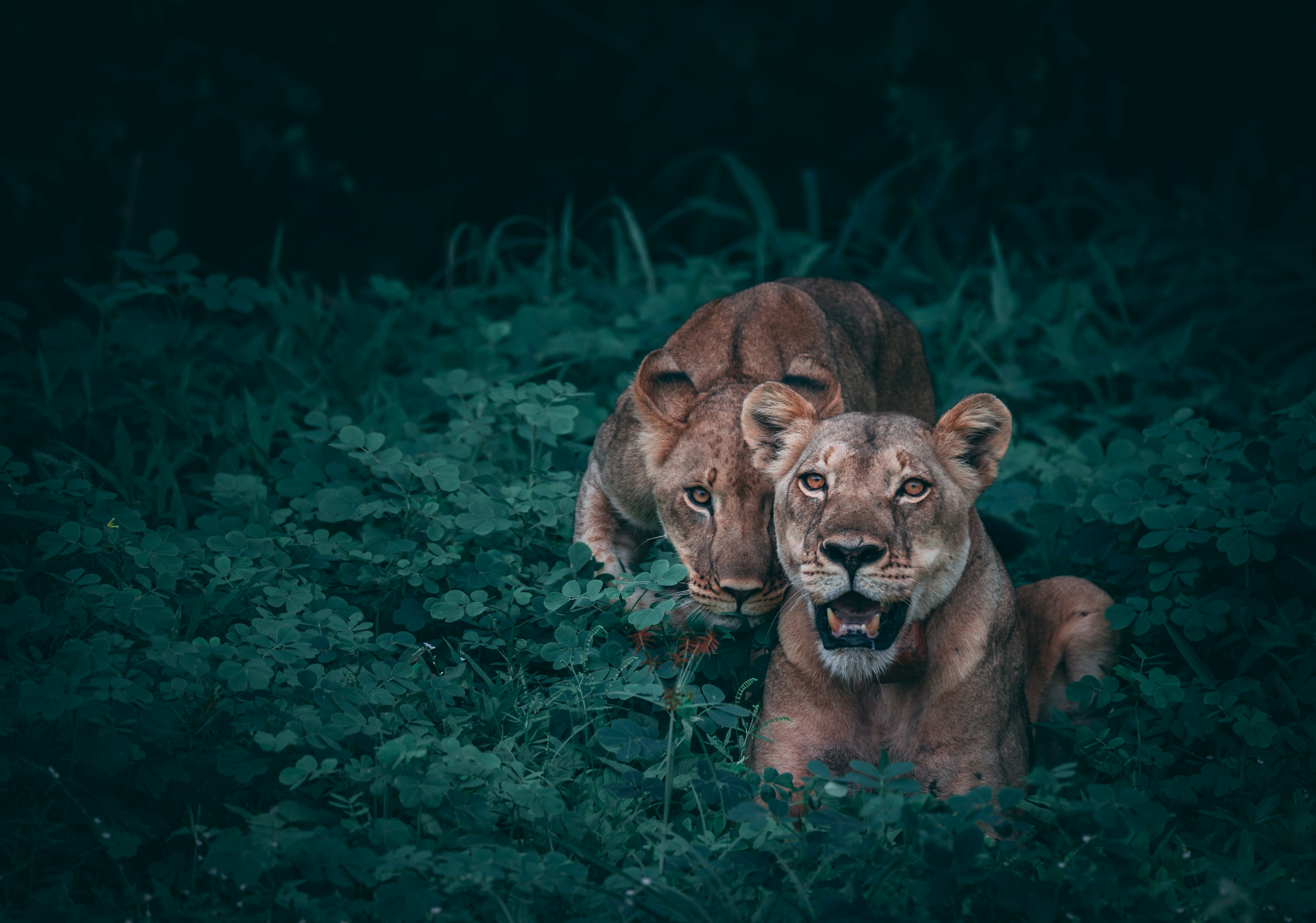 Langenberg Wildlife Park, Free Things to do in Zurich