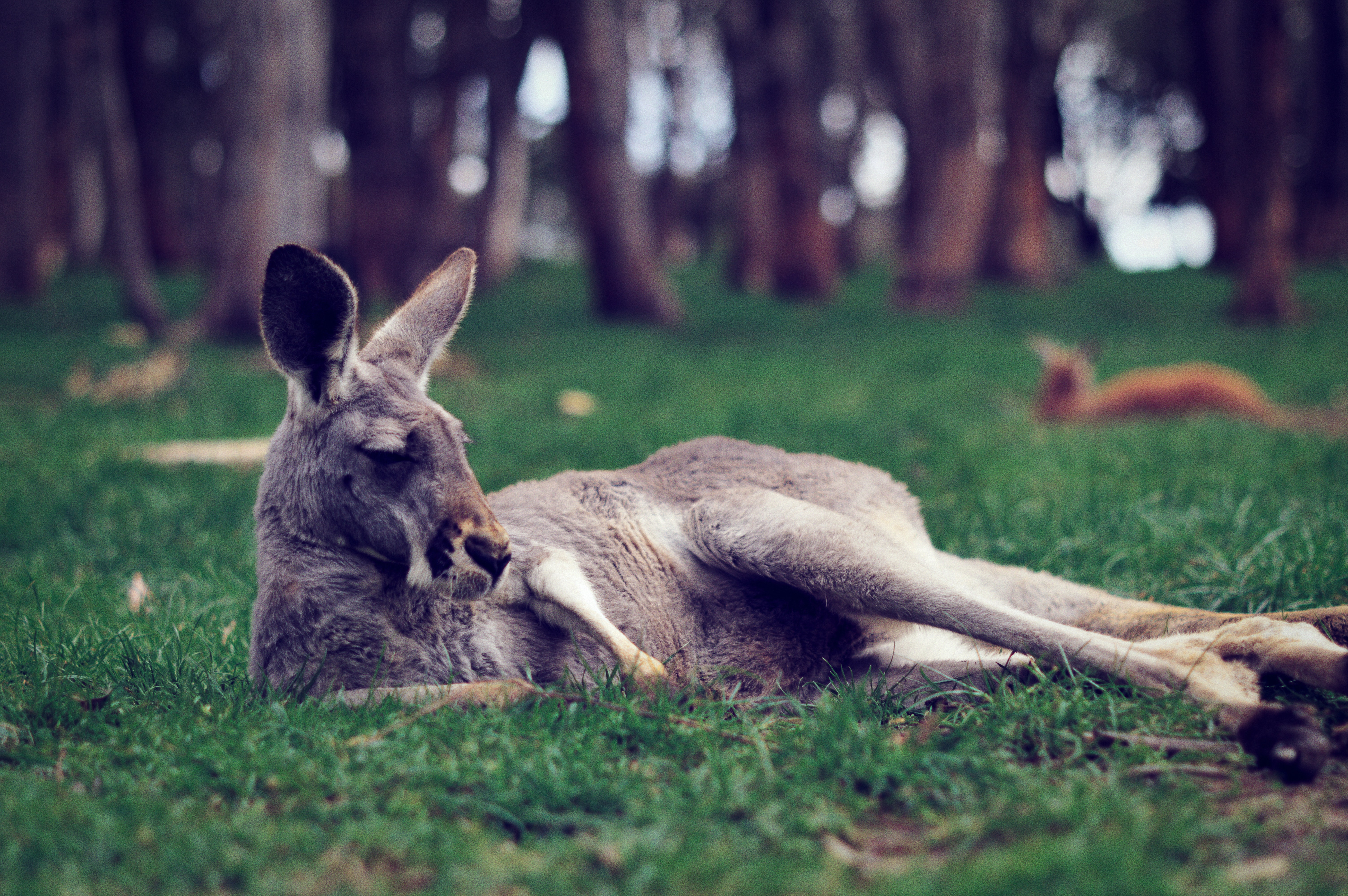 Cleland Conservation Park, Things to see in Adelaide