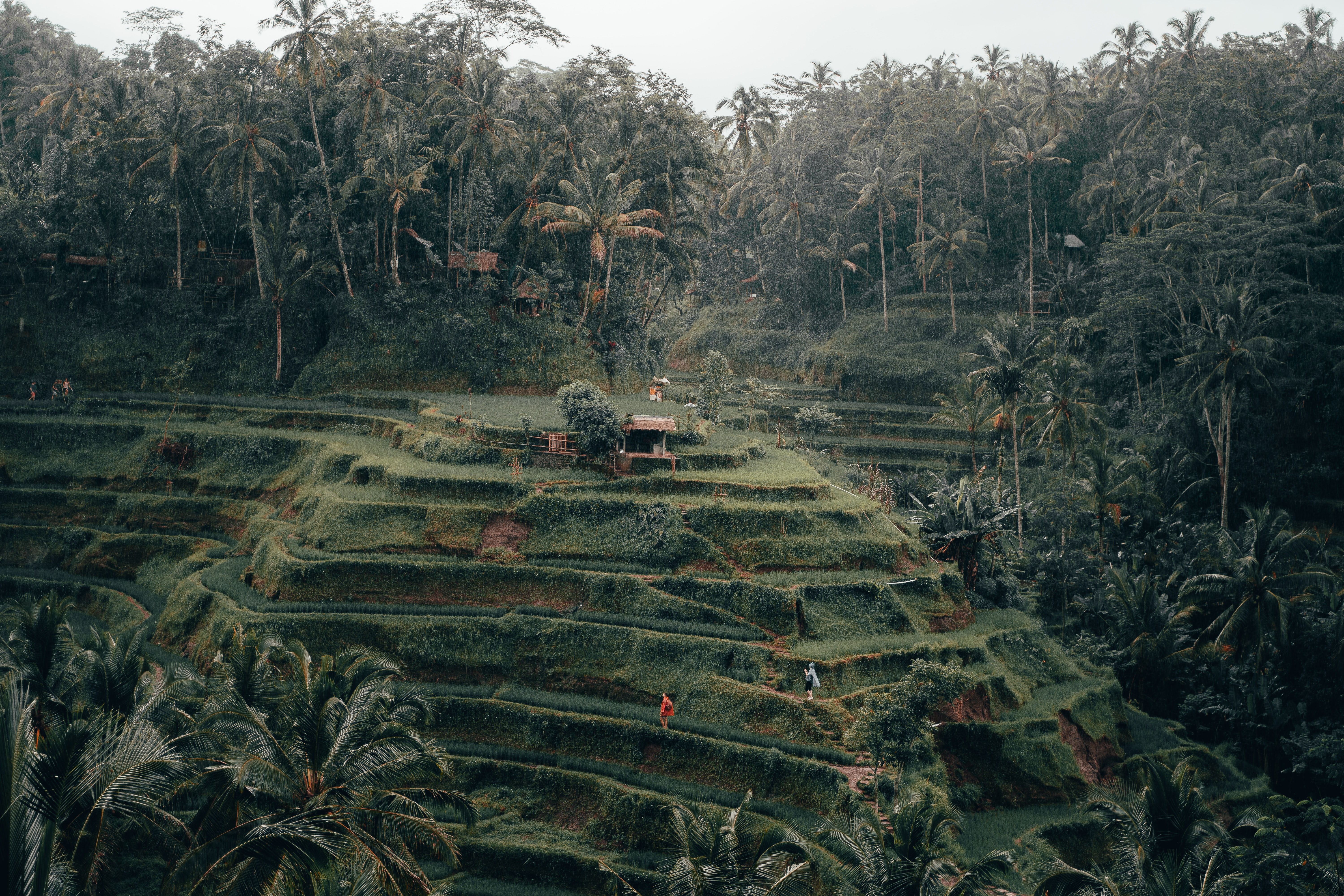 Tegalalang Rice Terrace, Ubud, Bali, Plan your Bali Honeymoon from India