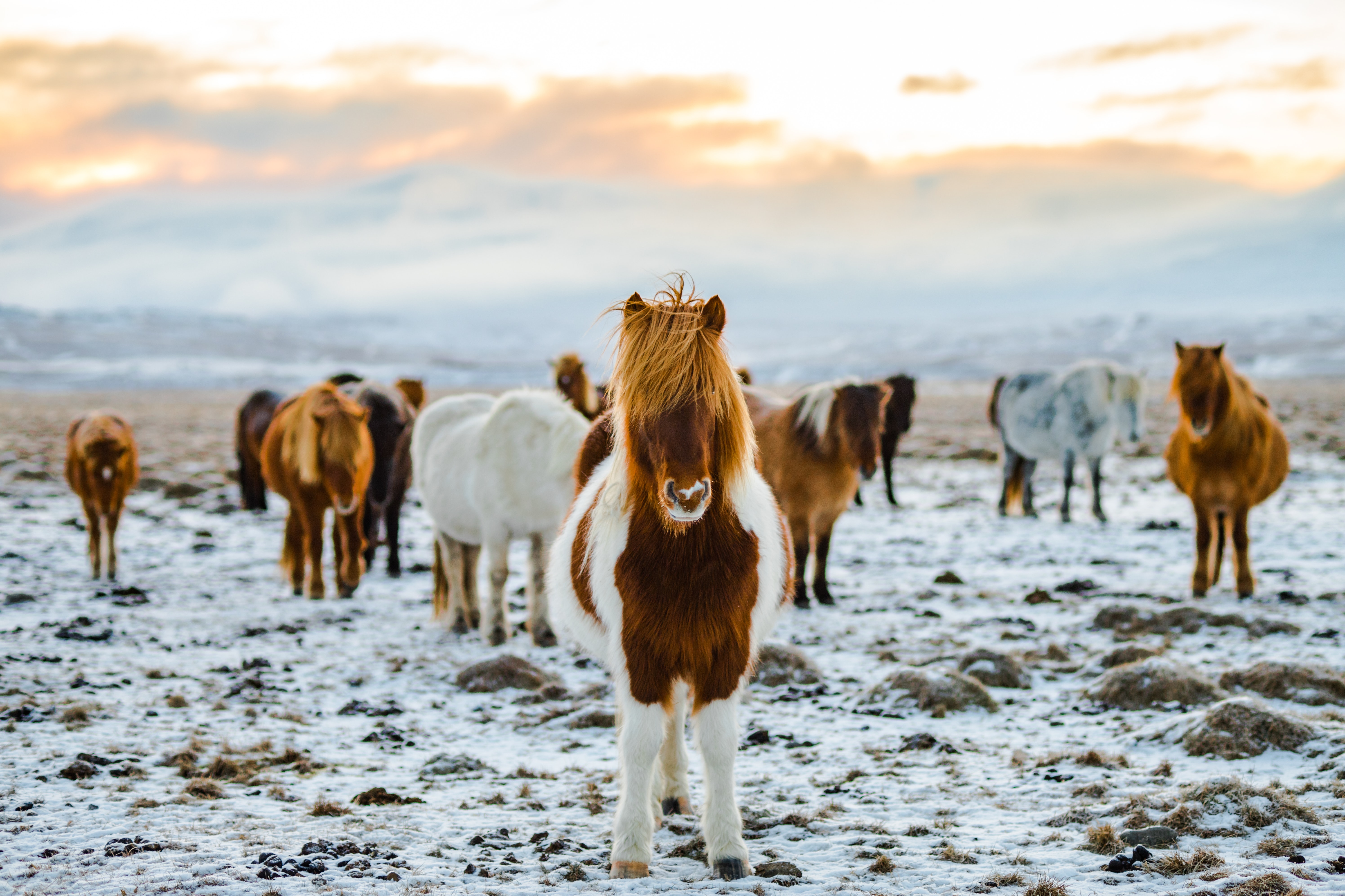 Horseriding, Iceland in Winter