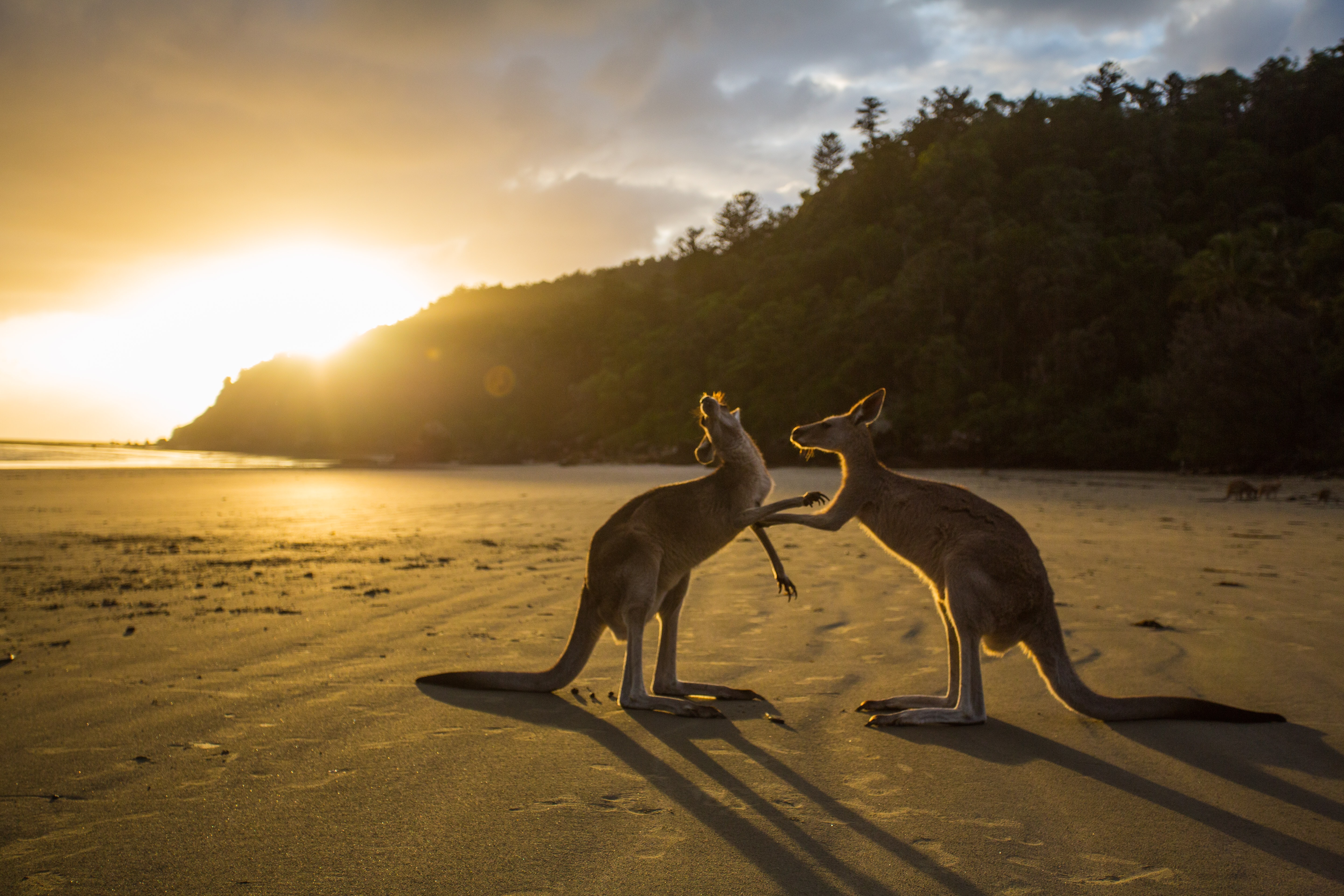 Cape Hillsborough National Park, Unique Animals Of Australia