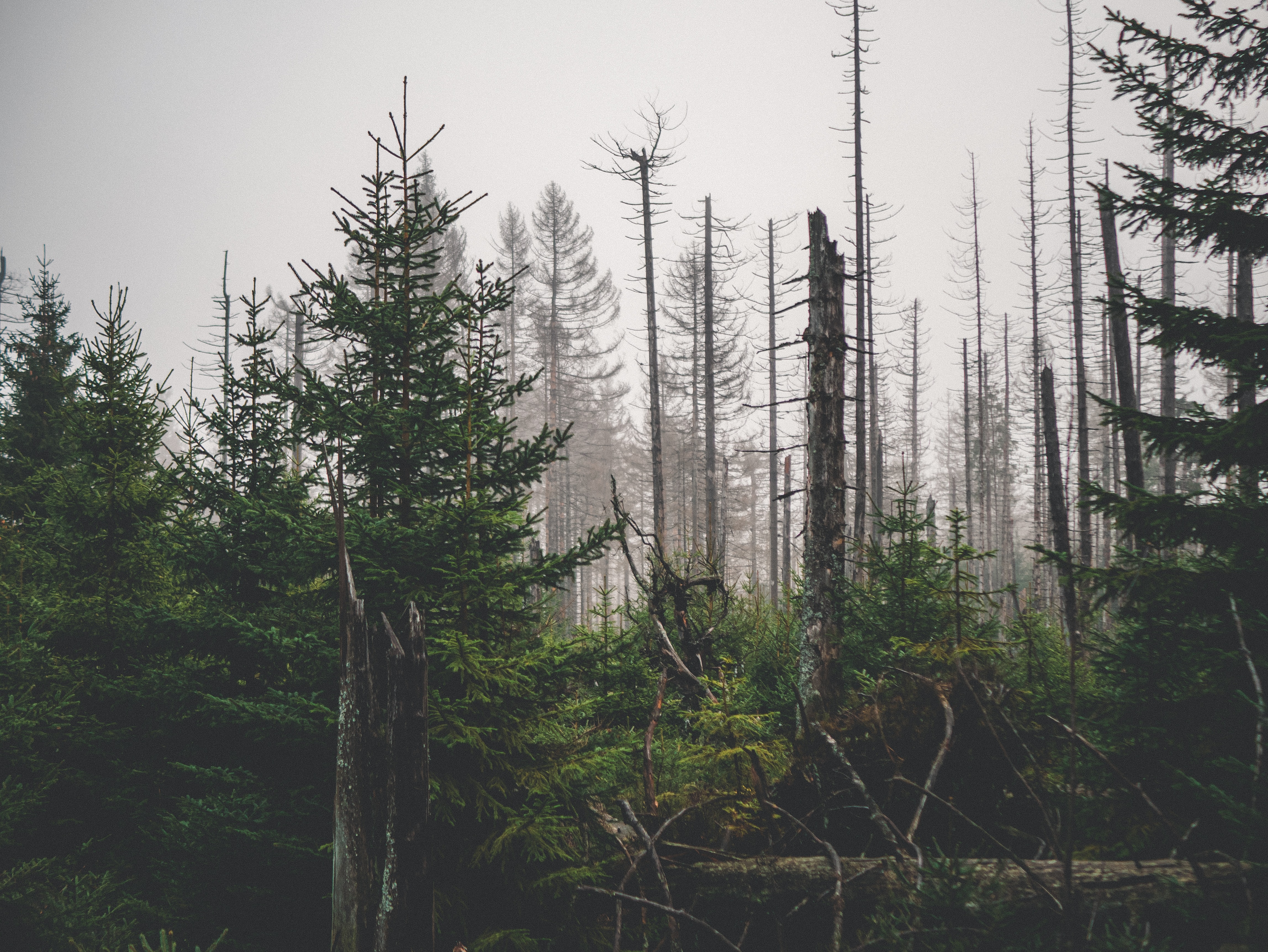 Harz National Park